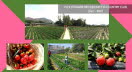 Pick Strawberries Kam Tin