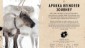 Reindeer Journey